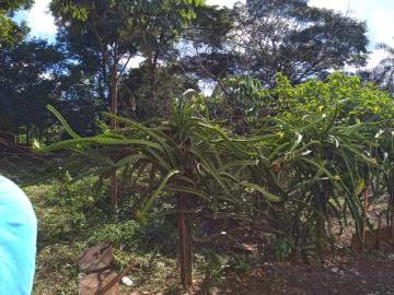 Alugar Rural / Chácara em Ribeirão Preto R$ 4.000,00 - Foto 14